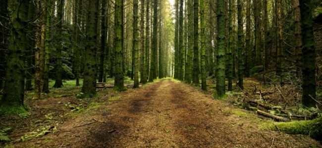 5 naturupplevelser du inte får missa i Vetlanda 5 naturupplevelser du inte får missa i Vetlanda